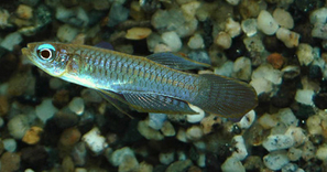 Aplocheilichthys normani